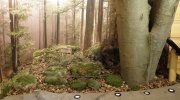 diorama-sutove-lesy